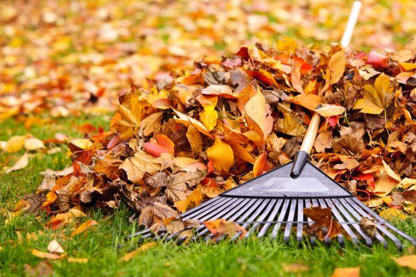 Cost of Leaves Removal in Madison