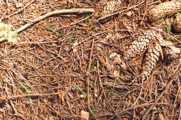 Cost of Pine Needles Removal in Madison