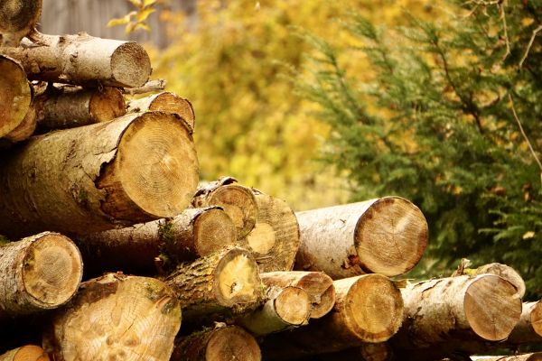 Wood Pile Removal in Madison