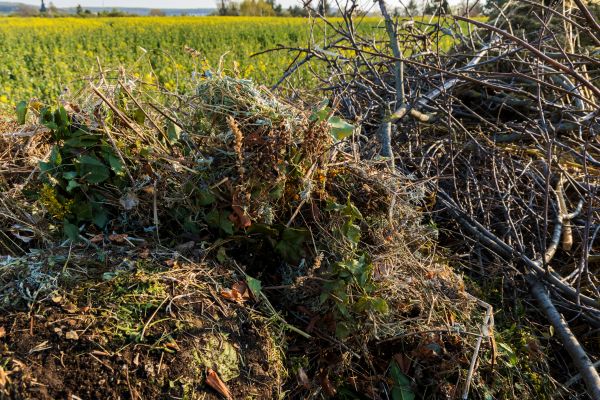 Brush Disposal in Madison