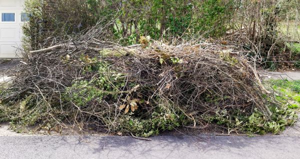 Tree Limb Cleanup in Madison