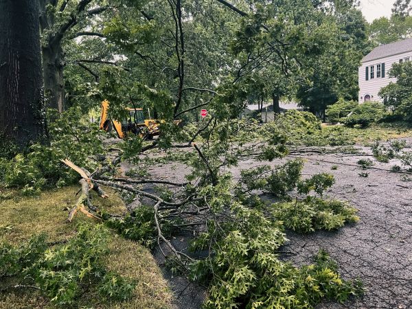 Tree Branch Disposal in Madison