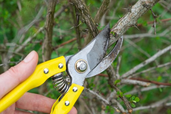 Limbs Removal in Madison