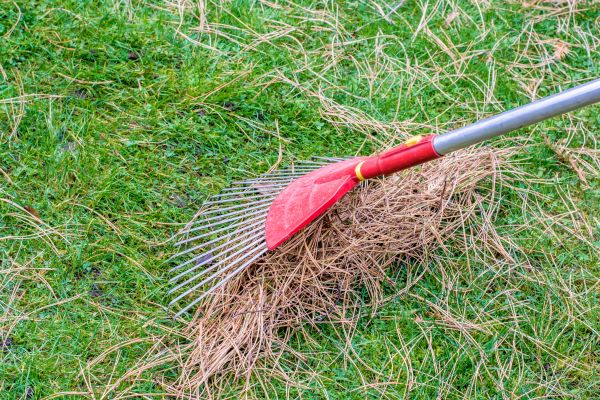 Cost of Pine Needle Raking in Madison