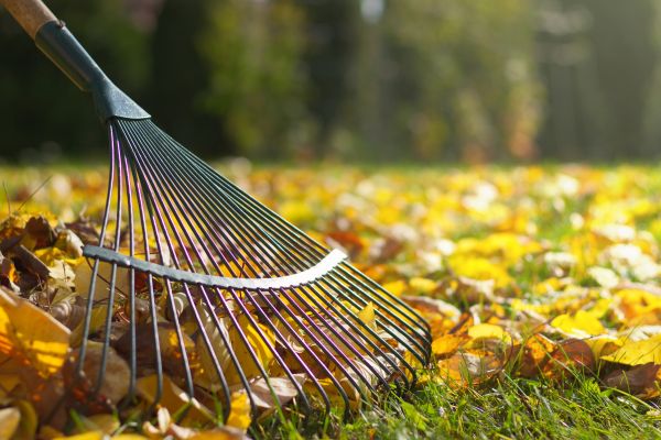 Cost of Lawn Raking Service in Madison