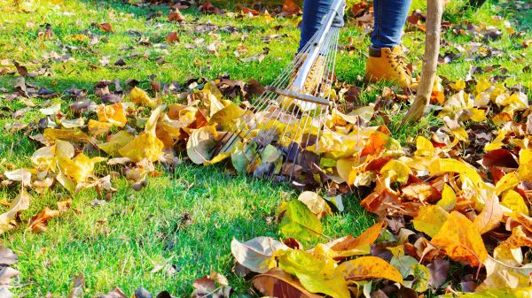 Cost of Autumn Leaf Removal in Madison