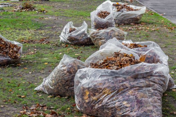 Cost of Leaf Pile Disposal in Madison
