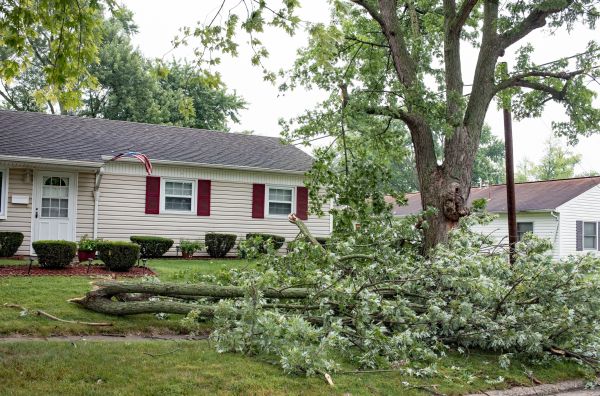 Fallen Branch Removal in Madison