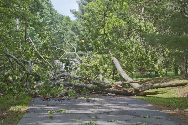 Tree Debris Removal in Madison