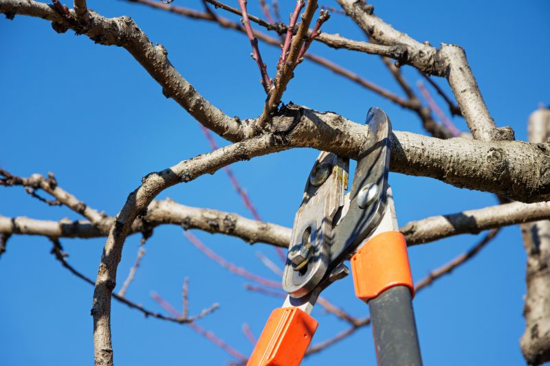 Tree and Shrub Pruning